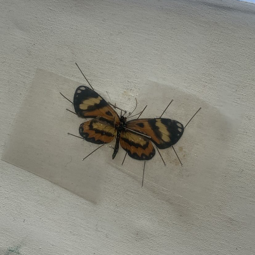 drewstudy's tweet photo. taxidermia numa borboleta 📌
⚠️ O espécime foi conseguido de uma forma ética e NÃO TEM vínculo nenhum com crueldade ou biopirataria. Não matem para fazer isso é totalmente errado!!
#biotwt https://t.co/gP4Ns8dQAF