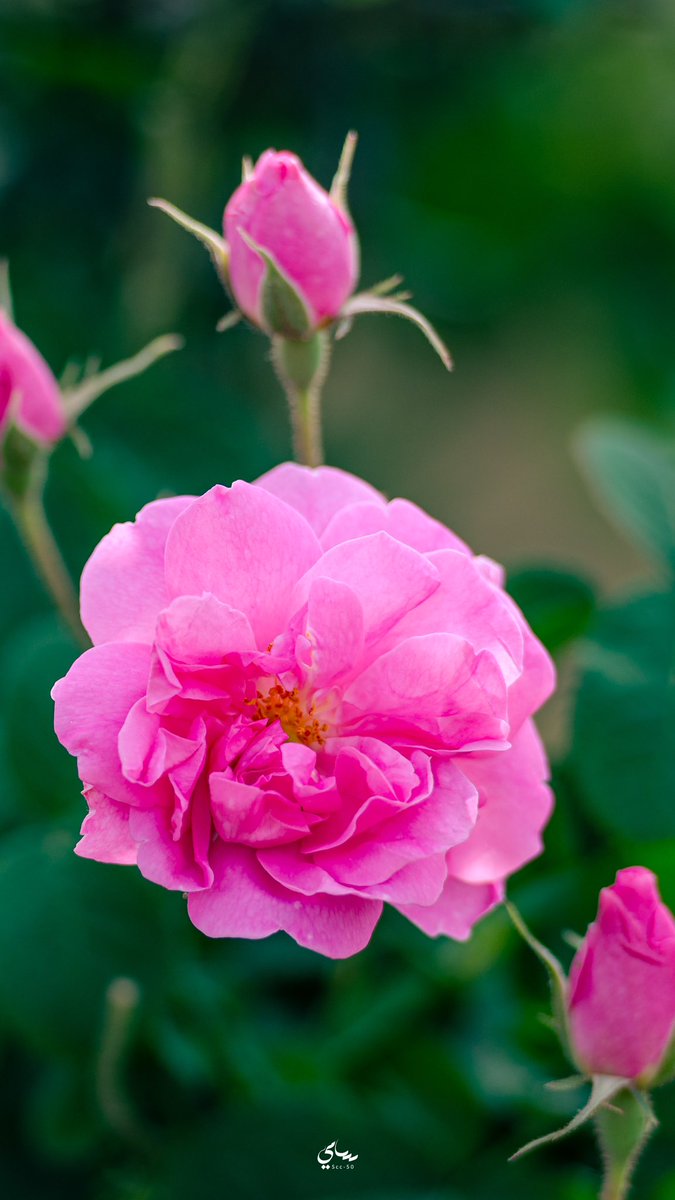 الورد الطايفي
#الملتقى_العالمي_للورد_والنباتات_العطرية 
#موسم_الورد_الطائفي