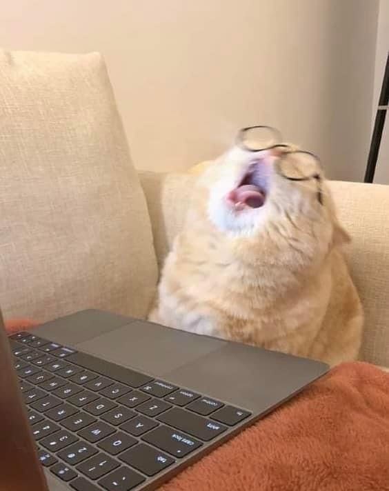 nocontextscats's tweet photo. "Food give you energy"
Me after eating: https://t.co/qhjzICl7w0