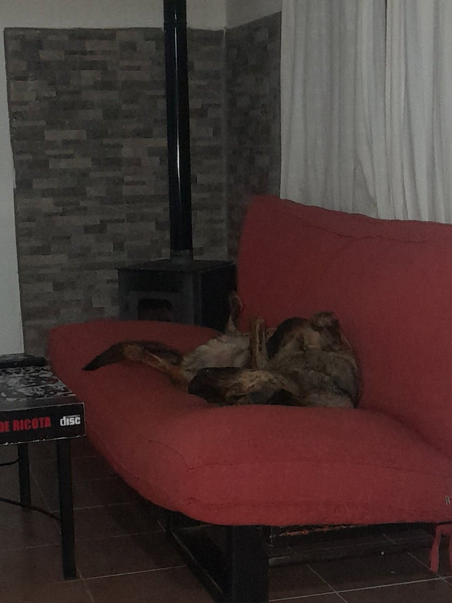 El que sabe , sabe 
Modo Mordelon 😴😴