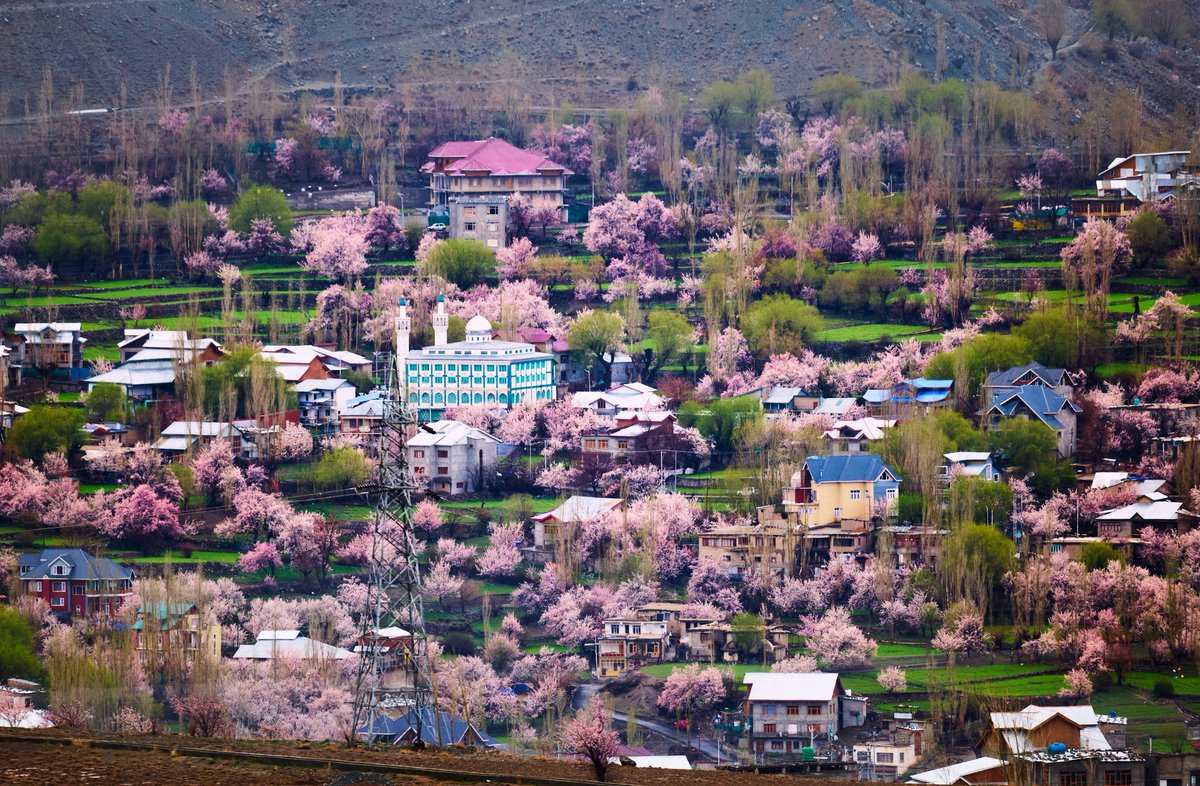 In Kargil, apricot blossoms are graced by heavy rainfall and snowfall, creating a breathtaking spectacle.