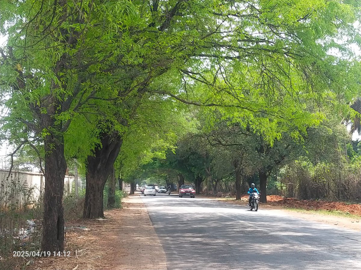 ravikeerthi22's tweet photo. ಮಾನಂದವಾಡಿ ರಸ್ತೆಯ ಮರಗಳು ಕೊನೆ ದಿನಗಳನ್ನು. ಎಲ್ಲವೂ ಮೂವತ್ತರಿಂದ ಐವತ್ತು ವರ್ಷ ಹರಯದ ಮರಗಳು , ಇನ್ನೂರಕ್ಕೂ ಅಧಿಕ ಮರಗಳಿವೆ.
Many trees have been marked on Mysuru - HD Kote road , from ORR Srirampura Junction till Vishnuvardhan Sir memorial
#SaveMysuruTrees 🌳