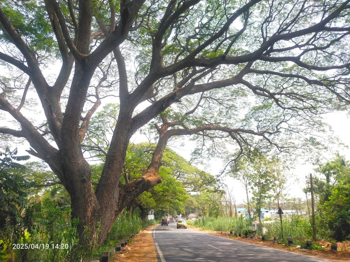 ravikeerthi22's tweet photo. ಮಾನಂದವಾಡಿ ರಸ್ತೆಯ ಮರಗಳು ಕೊನೆ ದಿನಗಳನ್ನು. ಎಲ್ಲವೂ ಮೂವತ್ತರಿಂದ ಐವತ್ತು ವರ್ಷ ಹರಯದ ಮರಗಳು , ಇನ್ನೂರಕ್ಕೂ ಅಧಿಕ ಮರಗಳಿವೆ.
Many trees have been marked on Mysuru - HD Kote road , from ORR Srirampura Junction till Vishnuvardhan Sir memorial
#SaveMysuruTrees 🌳