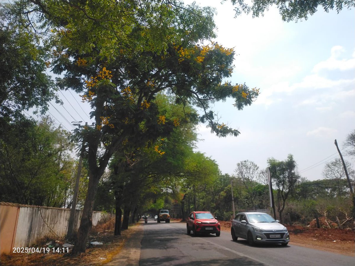ravikeerthi22's tweet photo. ಮಾನಂದವಾಡಿ ರಸ್ತೆಯ ಮರಗಳು ಕೊನೆ ದಿನಗಳನ್ನು. ಎಲ್ಲವೂ ಮೂವತ್ತರಿಂದ ಐವತ್ತು ವರ್ಷ ಹರಯದ ಮರಗಳು , ಇನ್ನೂರಕ್ಕೂ ಅಧಿಕ ಮರಗಳಿವೆ.
Many trees have been marked on Mysuru - HD Kote road , from ORR Srirampura Junction till Vishnuvardhan Sir memorial
#SaveMysuruTrees 🌳