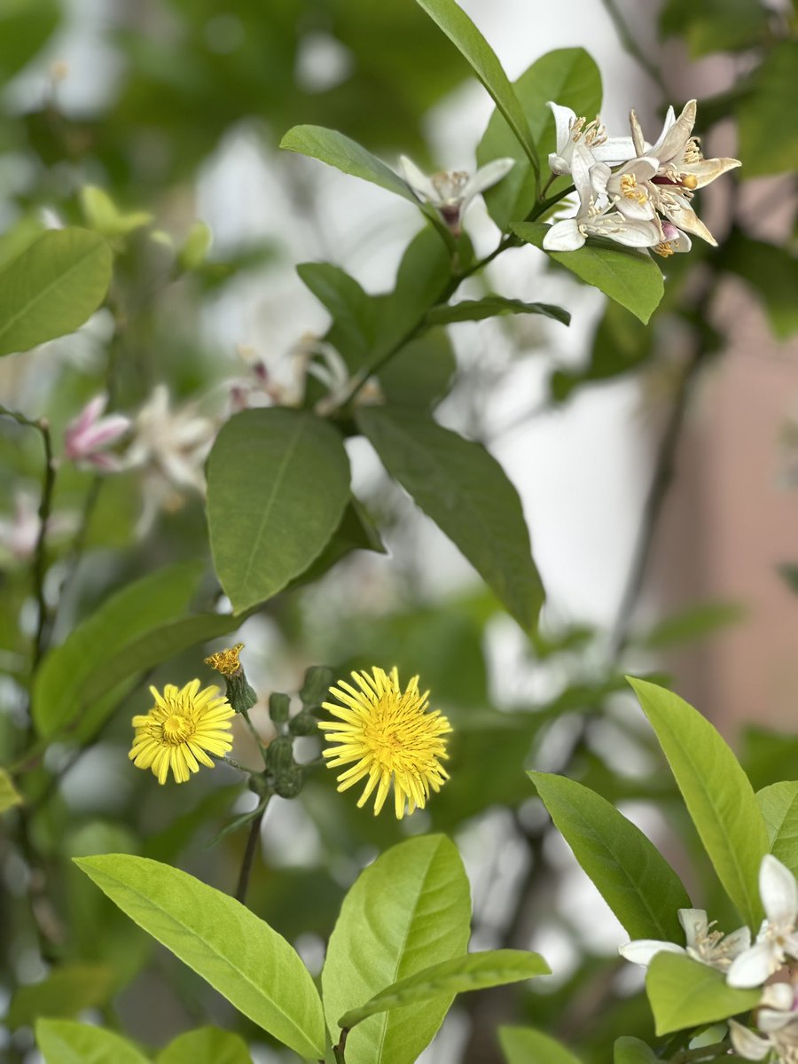 🤍🕊️
Balkonumda yetiştirdiğim
Limon ağacıma misafir gelmiş… 

Doğa bazen en güzel sürprizleri böyle yapıyor. Sarının en tatlı tonu, hiç beklemediğim yerden çıktıysa…