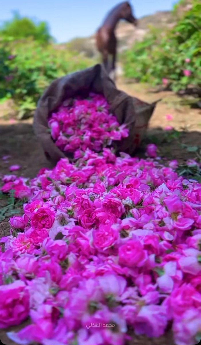 " لا تُصاحب إلا من يكتُمُ سِرّك ويستُر عَيبك، وينشُر حسناتك ويطوي سيئاتك ، فإن لم تجده، فلا تُصاحب إلا نفسك"

#مساء_الــود_والـــورد 
#ملاك