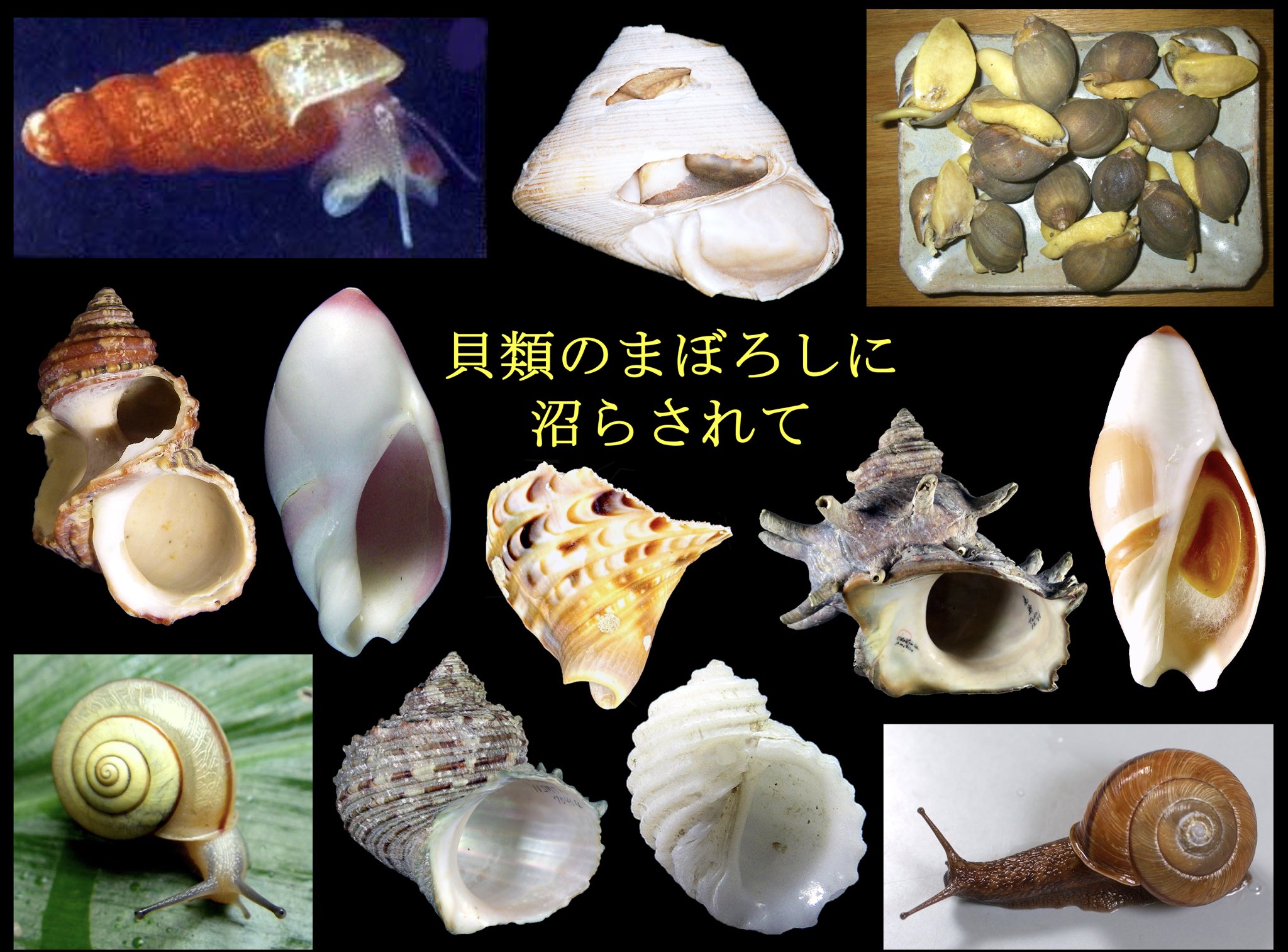 二枚貝綱/掘足綱 復刻版: 日本産軟体動物分類学 | 波部 忠重 |本