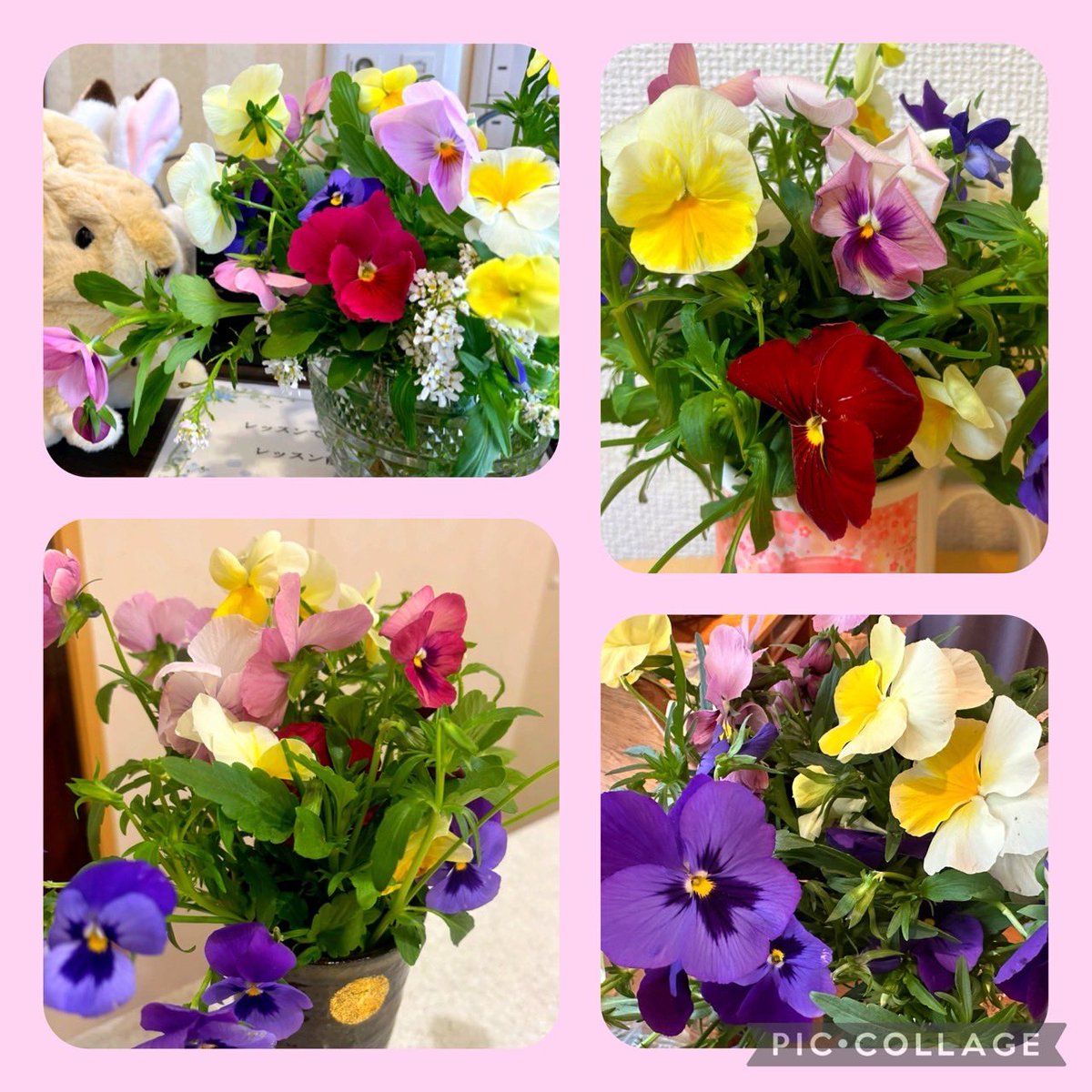 Klavier56273920's tweet photo. 豊洲三丁目の交差点で、いつもたくさんのお花を咲かせてくださっている豊洲セントラルガーデン(豊洲三丁目公演内)さんから、お手入れ後のパンジーをたくさんいただきました。教室中とっても良い香りになりました。
ありがとうございました！

#豊洲セントラルガーデン(豊洲三丁目公演内) https://t.co/nYn5aT3zMf