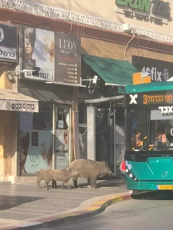 Вопиющее происшествие в Хайфе!
Мать с детьми не пустили в автобус!
Доколе?