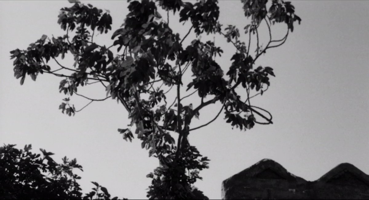 mubi's tweet photo. THE GOSPEL ACCORDING TO ST. MATTHEW (Pier Paolo Pasolini, 1964.) https://t.co/M6whqix4EZ