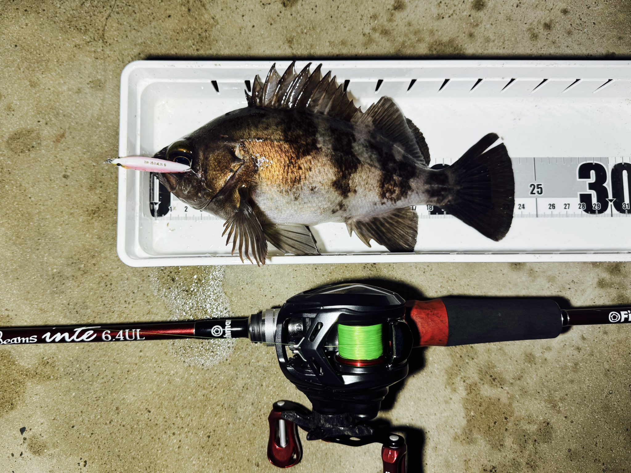🎣たっつん【疑似餌狂會】 on X: 🎣たっつん【疑似餌狂會】 on X: