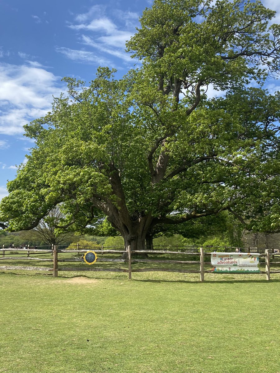 #treeclub knoll sycamore tree