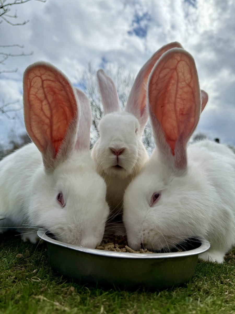 Easter at Peak Wildlife Park! 🐰 

We’re open from 10am - 6pm every day this Easter!

Come and enjoy:
🐣 Easter egg hunt
🎨 Crafty fun and games
🐰 Face painting 
🍭 Delicious Easter treats

It’s going to be egg-stra special! 🐣
*subject to availability 
#fundayout
