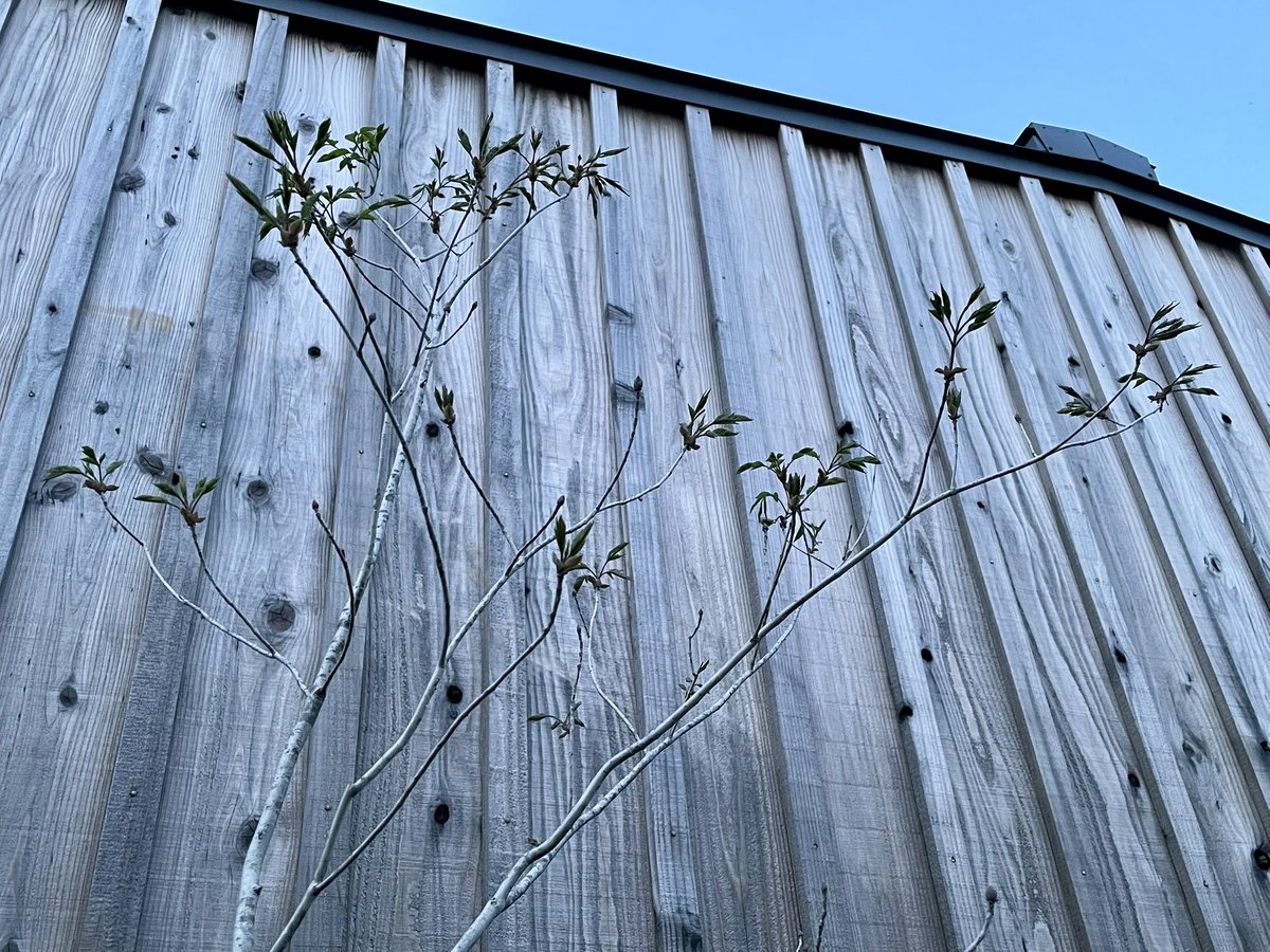 いつの間にかアオダモの葉っぱが出てました🌿

春はワクワクしていいですね♪