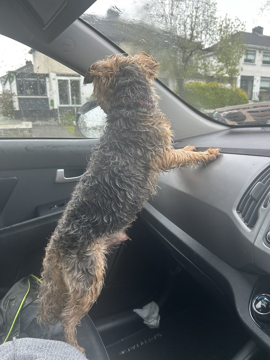 Beautiful little dog wandering around the Belcamp in coolock at 9:45am and on my way home still wandering at 12 noon and had got as far as near the coolock cinema. I took him to Clontarf vets but he’s not microchipped. Clearly looked after. But lost. Please help me find his owner