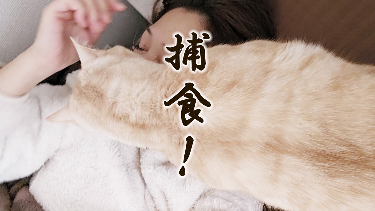 Solathacat's tweet photo. #ねこと暮らす 
#ジェネッタ
#猫のSola
#捕食 https://t.co/Up91Os1LiQ