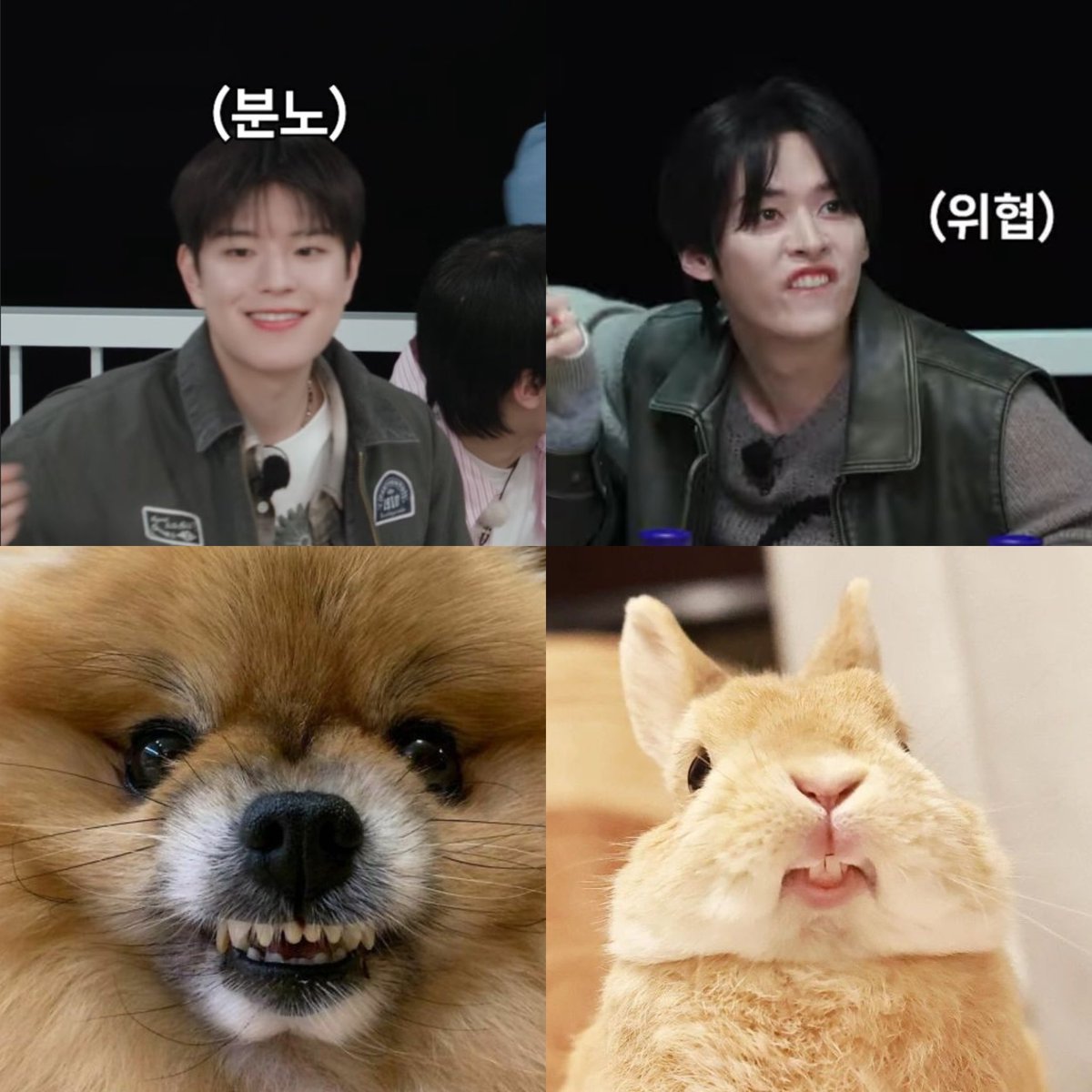 No difference 😂
PuppyM and Leebit in real life 🐶🐰