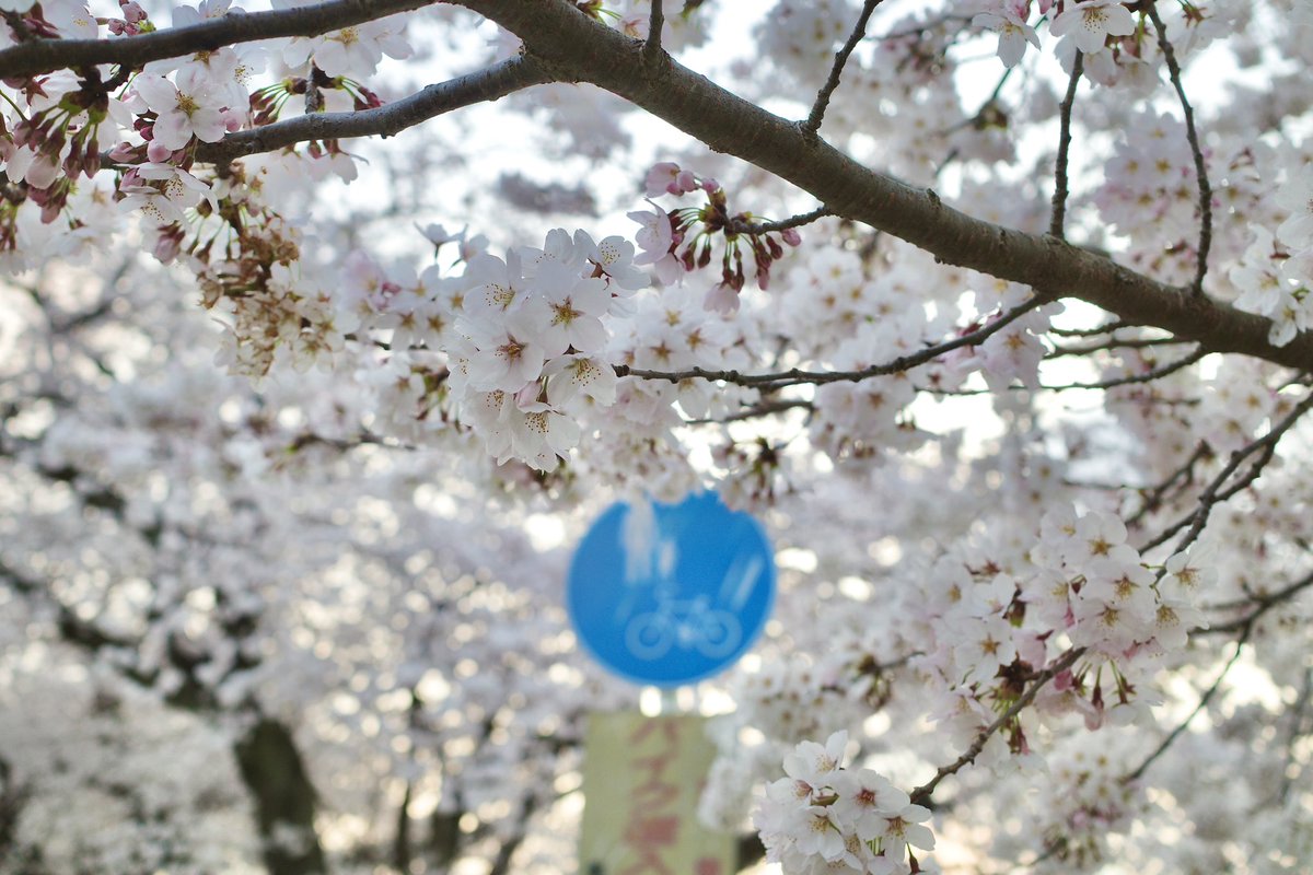 moshiography tweet picture