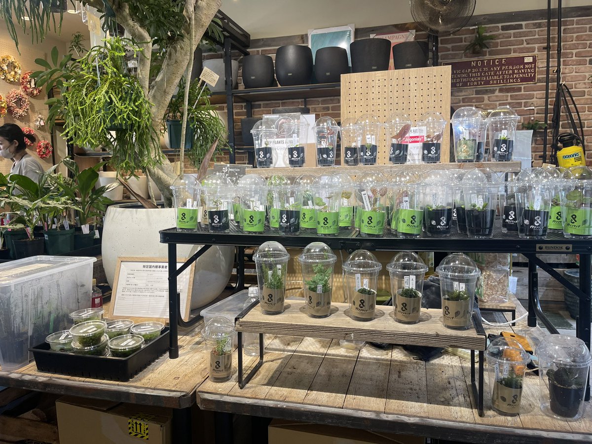 本日は、ジャングルプランツ即売会インたまプラーザにお越しいただきありがとうございました！
無事に終了☑️
明日の八王子本店移動して仮設置完了✅明日また10時よりやりますのでぜひお越しください！
ハルプラさんの植物も必見！