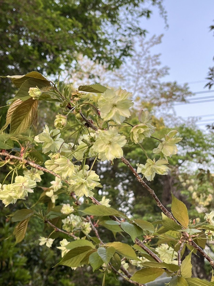 koichi_kawakami's tweet photo. ツイデモしましょう
4月19日(土) 21:00〜
#PCR検査と治療薬の公費負担を求めます

コロナは終息していません
検査,治療薬,ワクチンへの容易なアクセス
換気設備整備
#LongCovid #LongVAX への支援

検査,治療薬,ワクチンが高価です
マスク着用,うがい,鼻うがい等自助に加えて
命と健康を守るため公助を要求しましょう
能登,山形,大船渡等の被災地の復旧,復興を祈ります

(御衣黄:ぎょいこう)