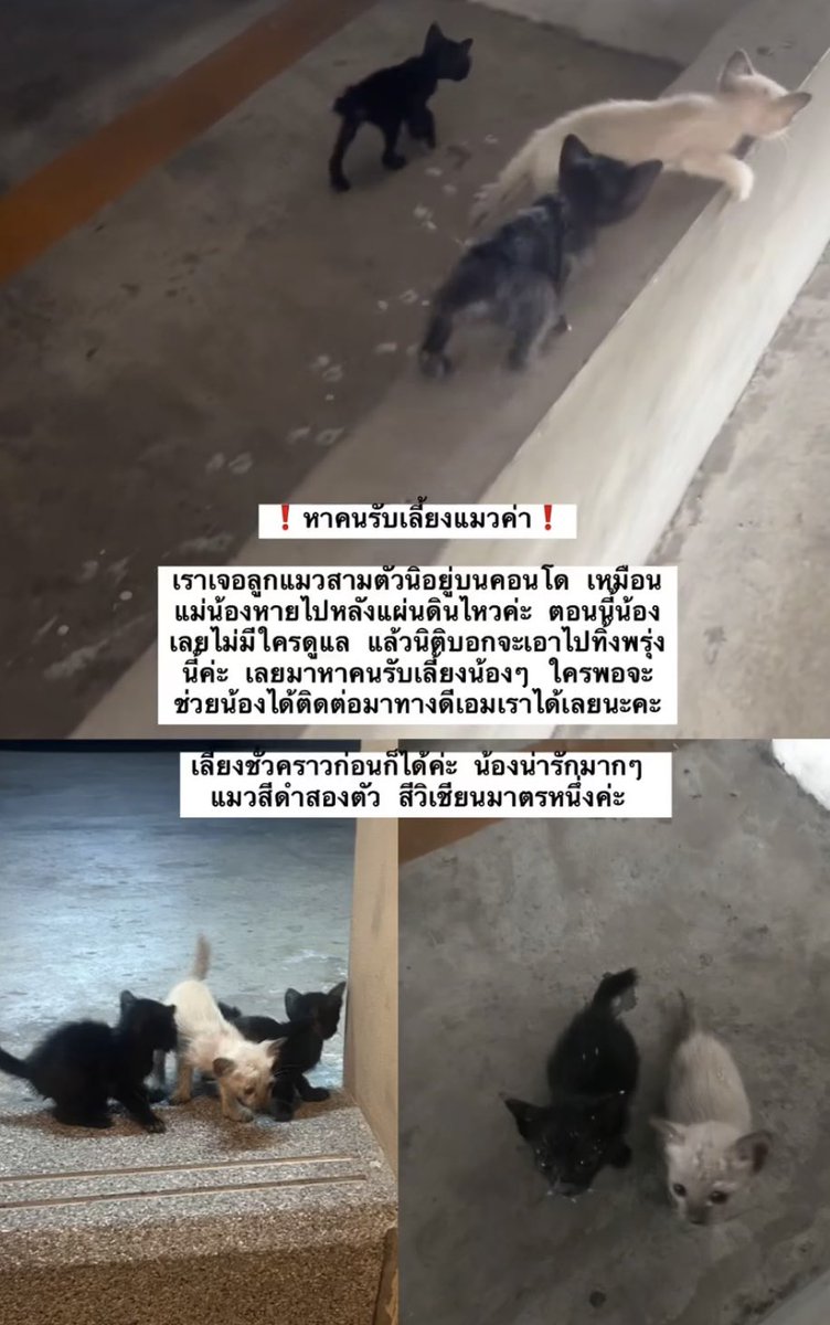 verletzedz's tweet photo. ❗️หาคนรับเลี้ยงแมวด่วน❗️
(เราลงแทนเพื่อนนะคะ เพื่อนไม่เล่นทวิต)

เจอลูกแมวอยู่บนคอนโดเราค่ะ ซึ่งไม่ใช่ pet-friendly คับ ลูกแมว 3 ตัวน่าจะหลงกับแม่น้องหลังจากแผ่นดินไหวค่ะ นิติบอกจะเอาไปทิ้งพรุ่งนี้เลยค่ะ😭

ติดต่อ ig : @/kiki.nutchaaa เท่านั้น💥 https://t.co/zKNIr1RtiM