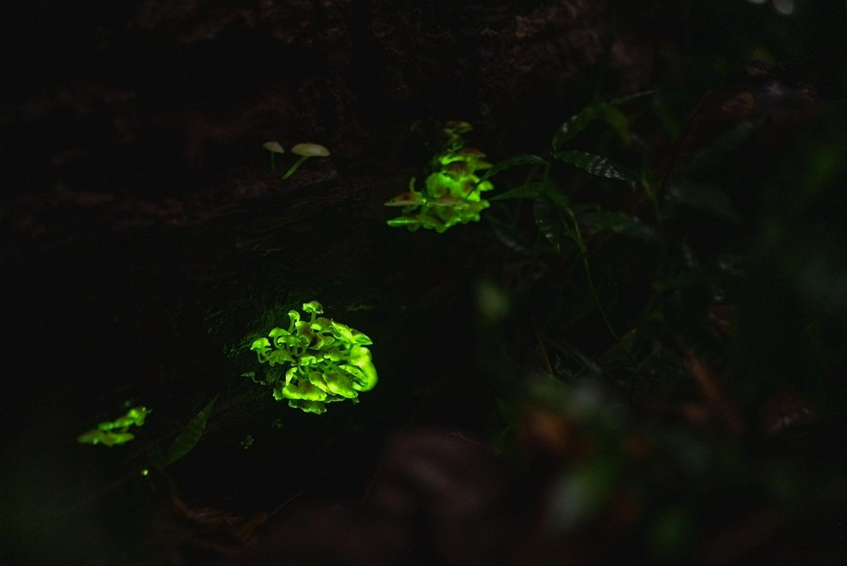 Supriya Sahu IAS (@supriyasahuias) on Twitter photo Bioluminescent fungi glowing in the night in Anamalai hills, Tamil Nadu
Photo <a href="/dhanu_paran/">Dhanu Paran</a> Bioluminescent fungi glowing in the night in Anamalai hills, Tamil Nadu
Photo <a href="/dhanu_paran/">Dhanu Paran</a>