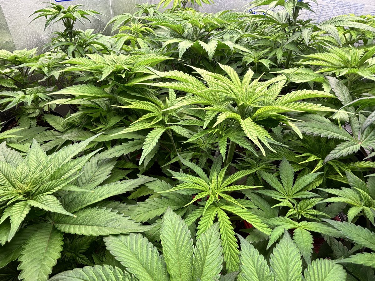 WeedVet's tweet photo. Room is green…

…green is gold…. https://t.co/cfNt6prumD