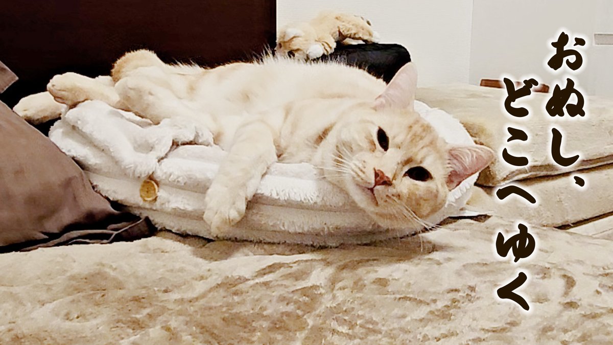 Solathacat's tweet photo. #ねこと暮らす 
#ジェネッタ
#猫のSola
#夜中のトイレ https://t.co/CgvMaH1mBf