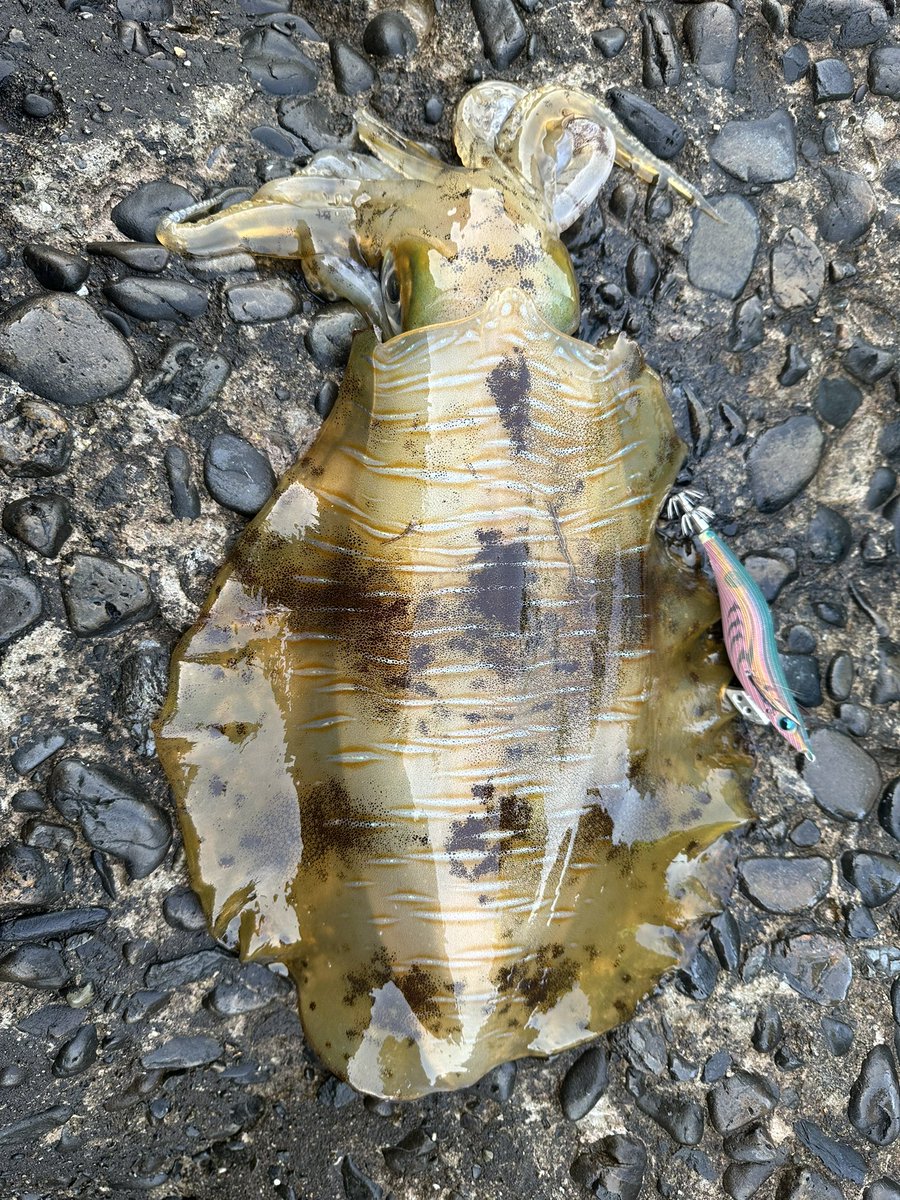 breaden623's tweet image. やっと春が来ました😊

#アオリイカ
#春の創作クラスタフォロー祭り