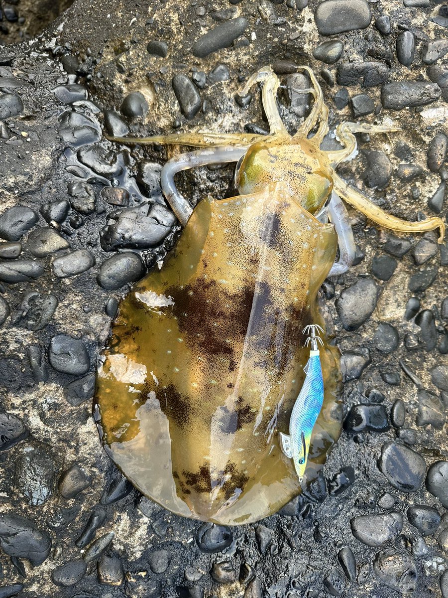 breaden623's tweet image. やっと春が来ました😊

#アオリイカ
#春の創作クラスタフォロー祭り