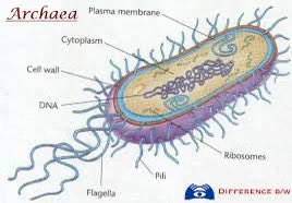 Biology4all's tweet photo. https://t.co/fyQEdHvkRH