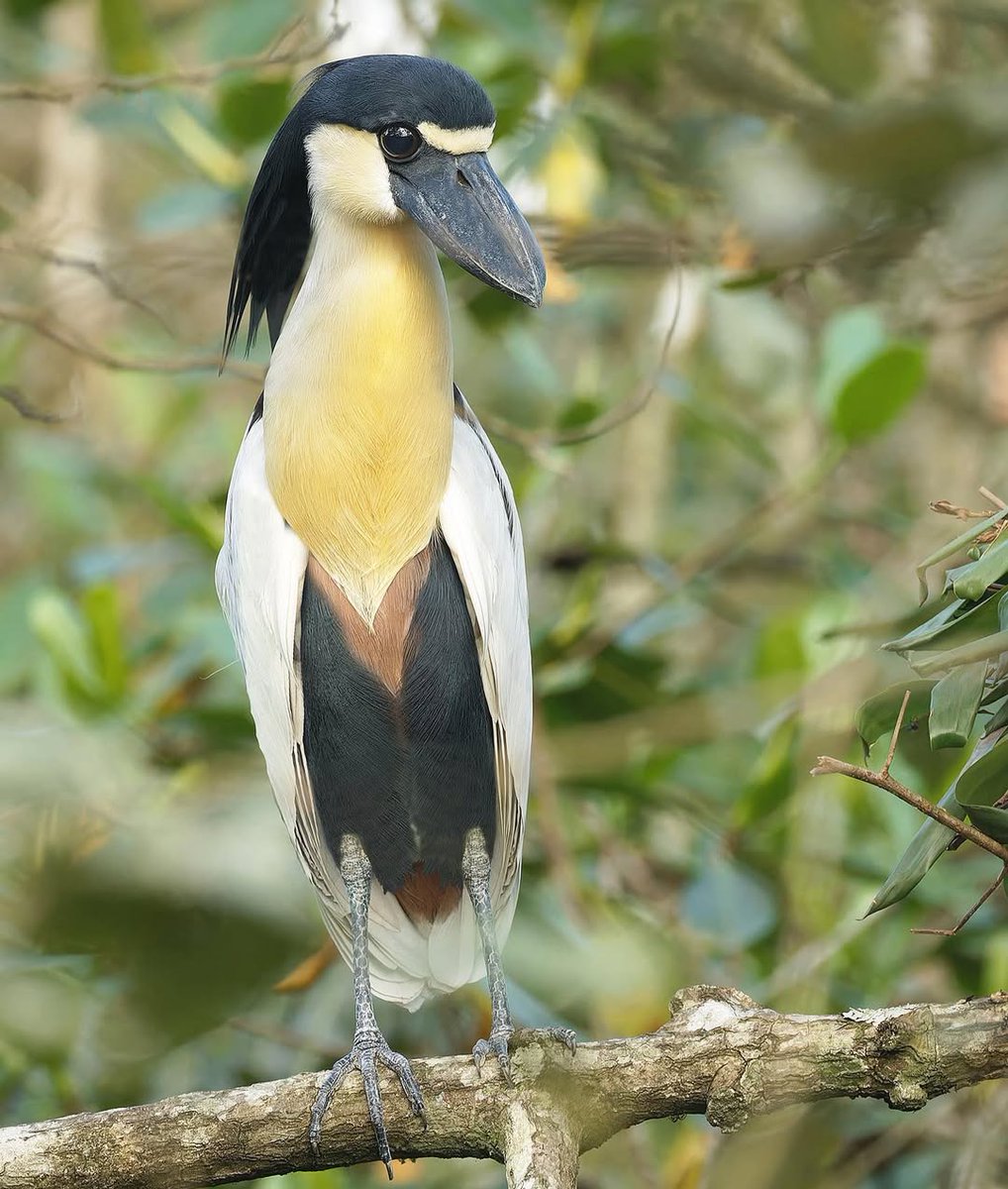 Boat-billed Heron
© By:@leonardocasadei_aves