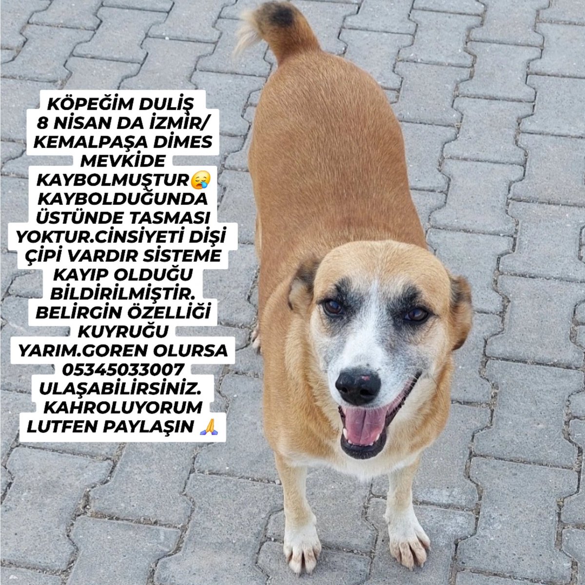 Duliş 11 gündür kayıp
Başına birsey geldiğini düşünüyorum artık. 2 senedir kaybolmayan köpek birden bire yok oldu. Ya biri aldı başka yere götürdü yada üzgünüm ama....
Çok canım yanıyor. Lütfen izmirdeki biri bana yardımcı olsun.en azından barinaklara bakma konusunda🙏🥹