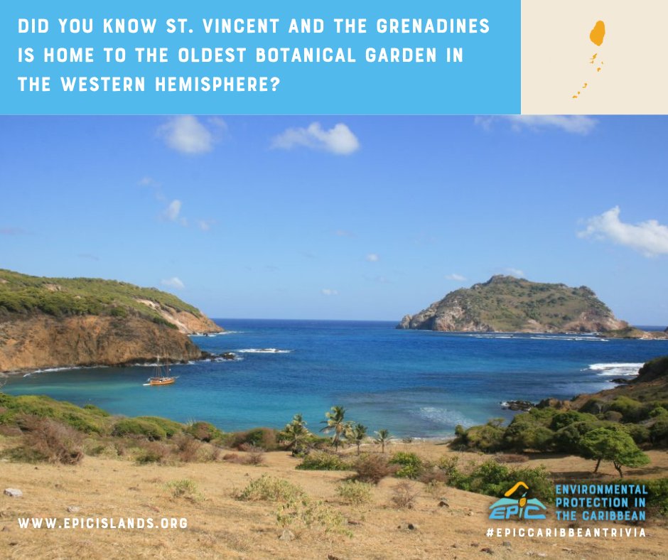 Did you know St. Vincent hosts the oldest botanical garden in the Western Hemisphere? Founded in 1765, these gardens introduced vital crops &amp; medicinal plants to the Caribbean—it's home to rare flora &amp; a direct descendant of Captain Bligh’s breadfruit tree!🌴 #EPICCaribbeanTrivia