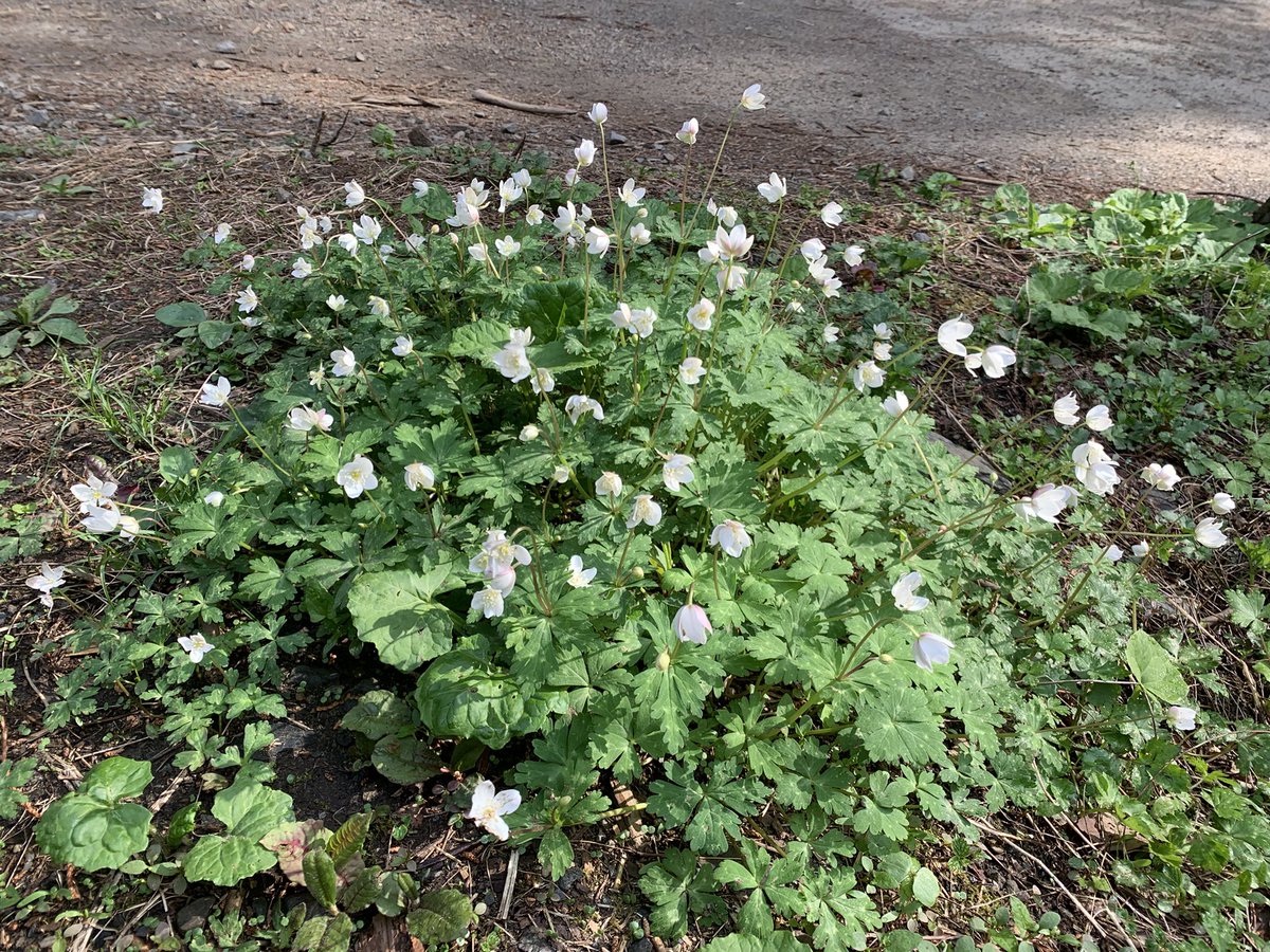 PsSeeker's tweet photo. I was able to enjoy hundreds, even thousands, of flowers blooming along the trail.
It was my first time on the Ura-Takao trails, and I found them even more rewarding than the main route of Mt. Takao.
#高尾 #日影バス停 https://t.co/IWd32TnMVf