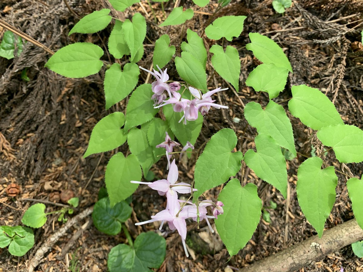 PsSeeker's tweet photo. I was able to enjoy hundreds, even thousands, of flowers blooming along the trail.
It was my first time on the Ura-Takao trails, and I found them even more rewarding than the main route of Mt. Takao.
#高尾 #日影バス停 https://t.co/IWd32TnMVf