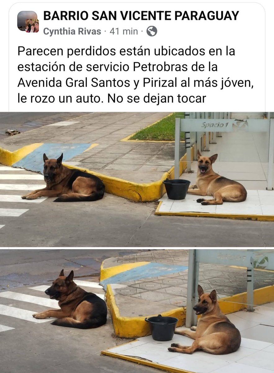 Miravalpy's tweet photo. @patitaperdidas @MarcoHuellasPy @mascotitaspy @TiFaNiiii @patirdc @animalitos_b
@Voluntarias_A
Desde anoche están en el lugar! https://t.co/Lm7ksSf06q