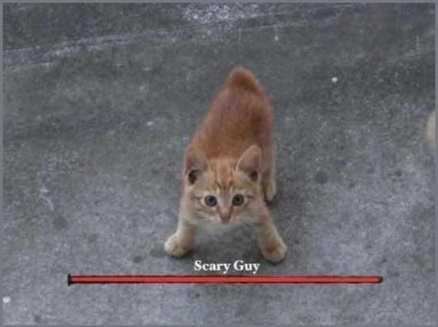 PunchingCat's tweet image. 