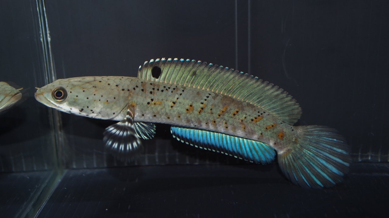 楽天市場】(熱帯魚)ゼブラダニオ (約3cm）(10匹) : ネオス