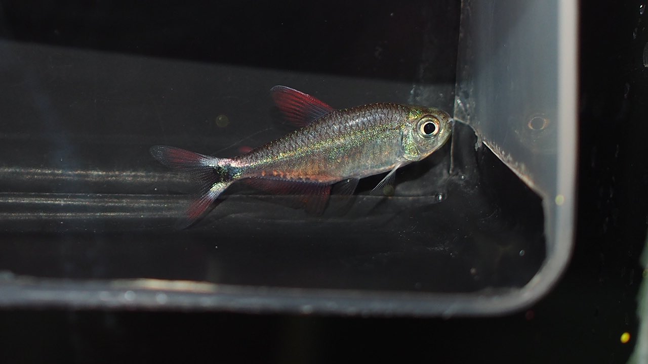 熱帯魚更新しました！ - サンバース
