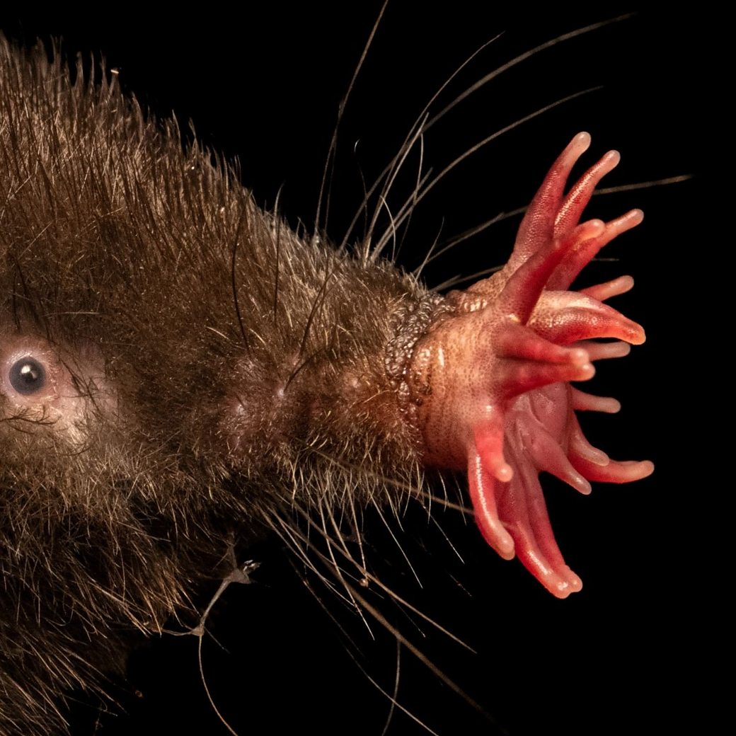 Interesting Creatures 🐸🦢🦀 tweet media