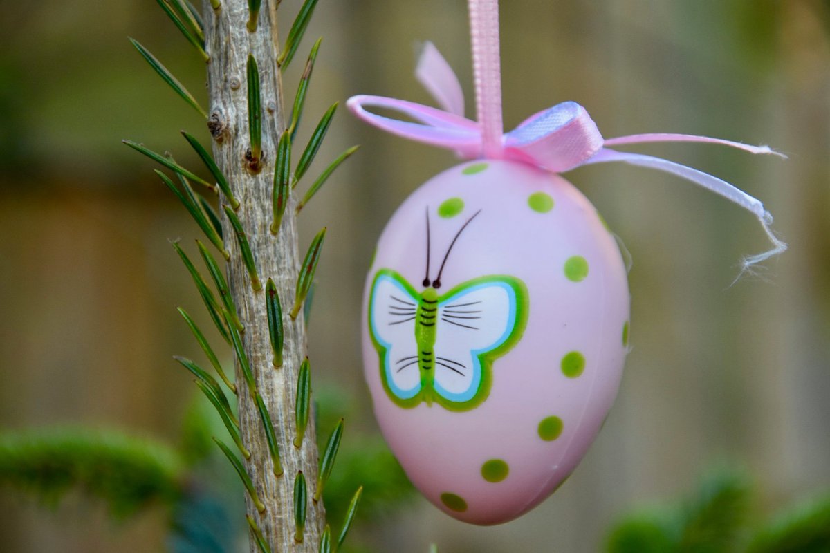 nadski65's tweet photo. 🦋🌳 Happy Saturday, friends
In the heart of the garden, an egg rests on a branch — and a butterfly reminds us:
New life is near. Transformation is real. Hope is always growing.
Wishing you a peaceful and joyful Easter weekend. 💛🥚

#EasterJoy #SpringHope #SaturdayVibes
#HappyEaster #SaturdayVibes #SpringJoy #nature #EasterWeekend #Easter2025  #bee #bumblebee #flowers #flowerphotography  #polinators #nikon #nikonphotography @UKNikon