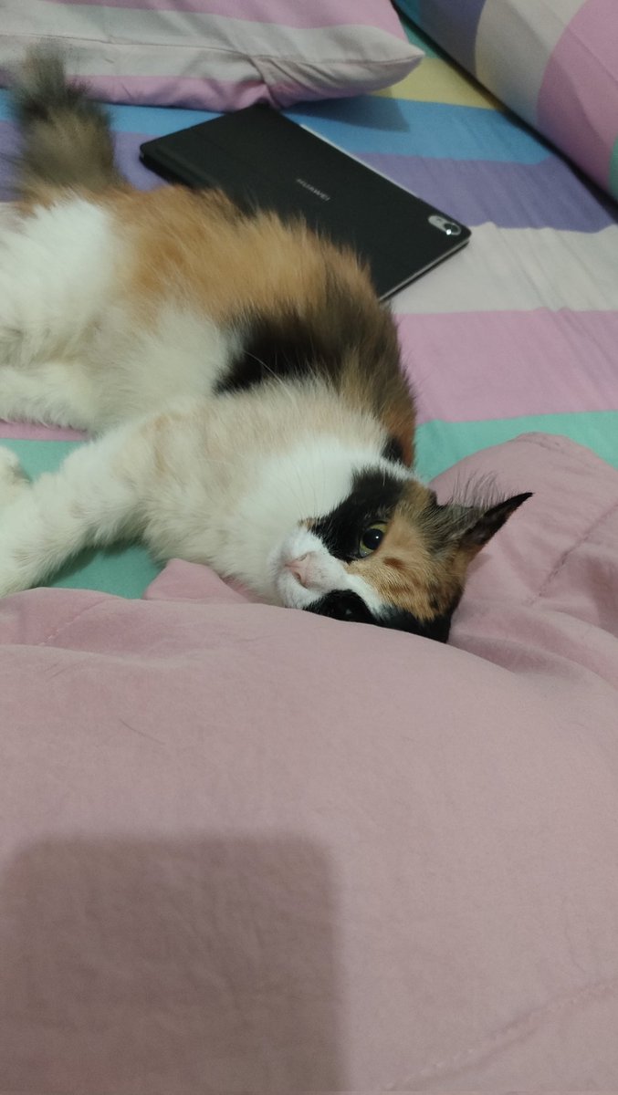 cisithecat's tweet image. malam minggu bersama kak cisi