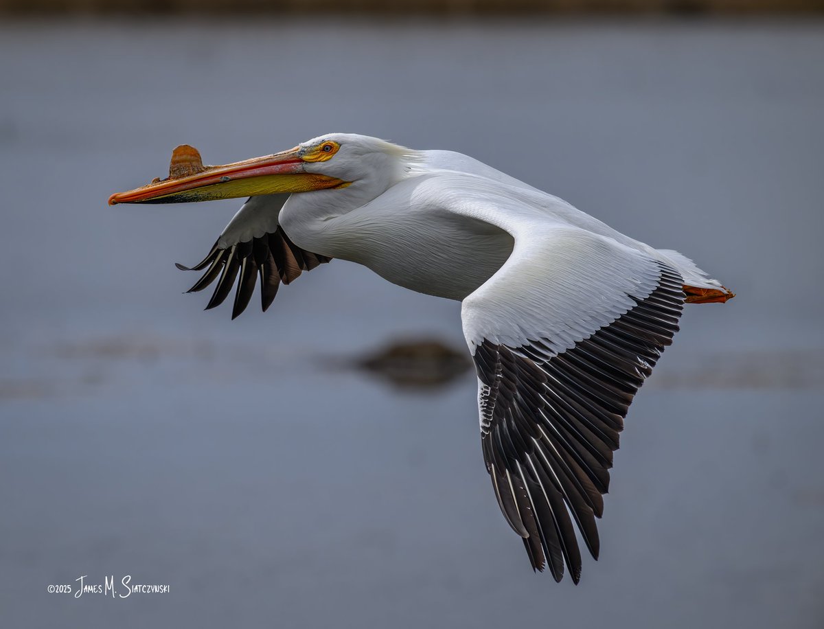 James Siatczynski (@jsiatczy) on Twitter photo American White Pelican - Erie Marsh Preserve, Erie, Michigan
<a href="/PureMichigan/">Pure Michigan</a> <a href="/NikonUSA/">NikonUSA</a> <a href="/MichiganDNR/">Michigan Department of Natural Resources</a> <a href="/USFWSMidwest/">Archived: USFWS Midwest Region</a> <a href="/TNCMichigan/">The Nature Conservancy in Michigan</a> #americanwhitepelican #pelican American White Pelican - Erie Marsh Preserve, Erie, Michigan
<a href="/PureMichigan/">Pure Michigan</a> <a href="/NikonUSA/">NikonUSA</a> <a href="/MichiganDNR/">Michigan Department of Natural Resources</a> <a href="/USFWSMidwest/">Archived: USFWS Midwest Region</a> <a href="/TNCMichigan/">The Nature Conservancy in Michigan</a> #americanwhitepelican #pelican