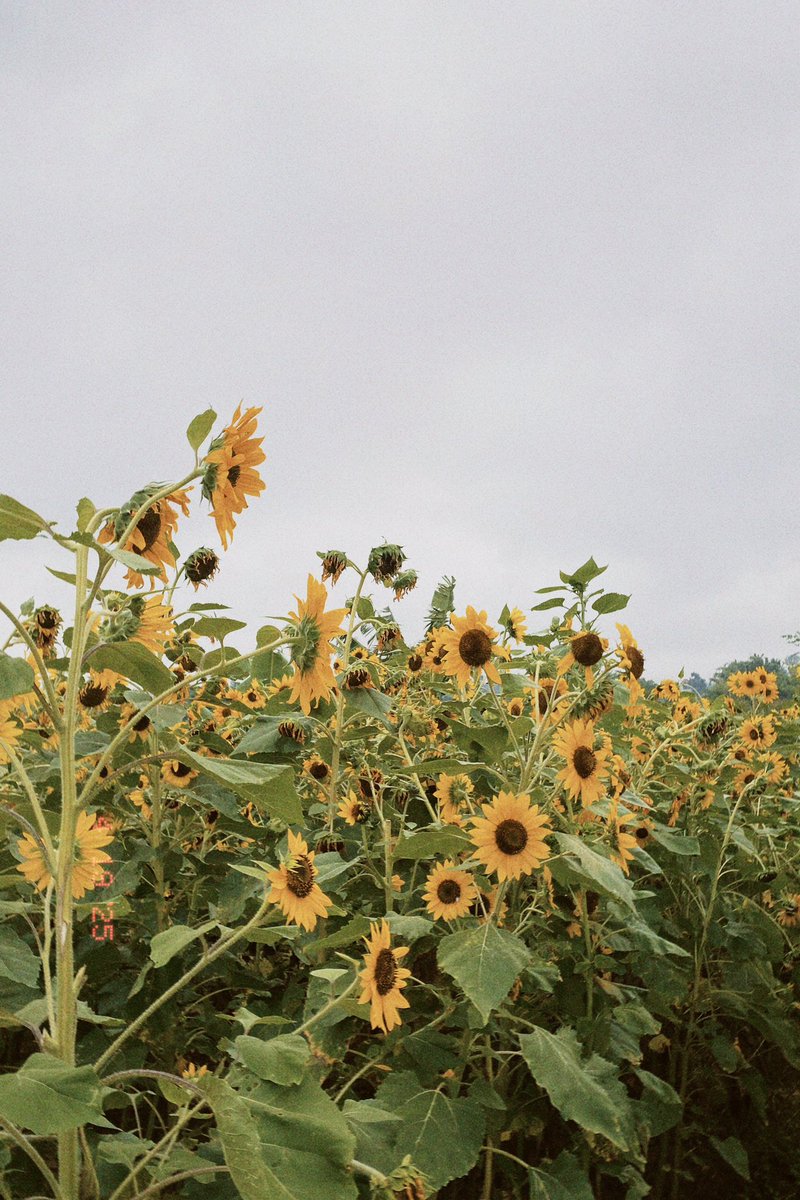 strwbbiezZ's tweet photo. warga x saw it first🧚🏻‍♀️🌻💫 https://t.co/ST0Dpmu89l
