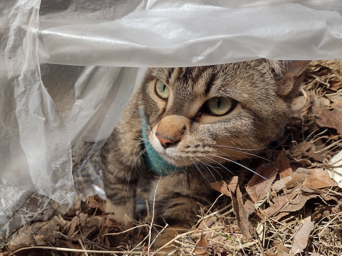 Silly Figgy climes in bag
Silly Figgy plays in bag
Silly Figgy spys fwom bag
Silly Figgy runs out bag

#SillyFiggy #DatBagForLeefsNotForFiggys