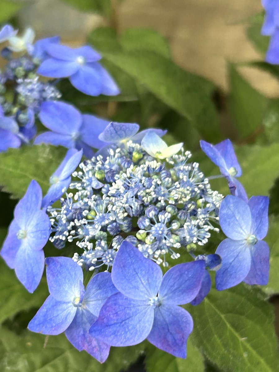 Tantan8325's tweet image. "Amid the rush of daily life, nature stopped me.
A single flower stands quietly, unwavering.
Its whispers draw me into another realm,
Filling me with an enigmatic peace and newfound strength."
- Tantan
〜Enduring love 🇯🇵 〜
Hydrangea