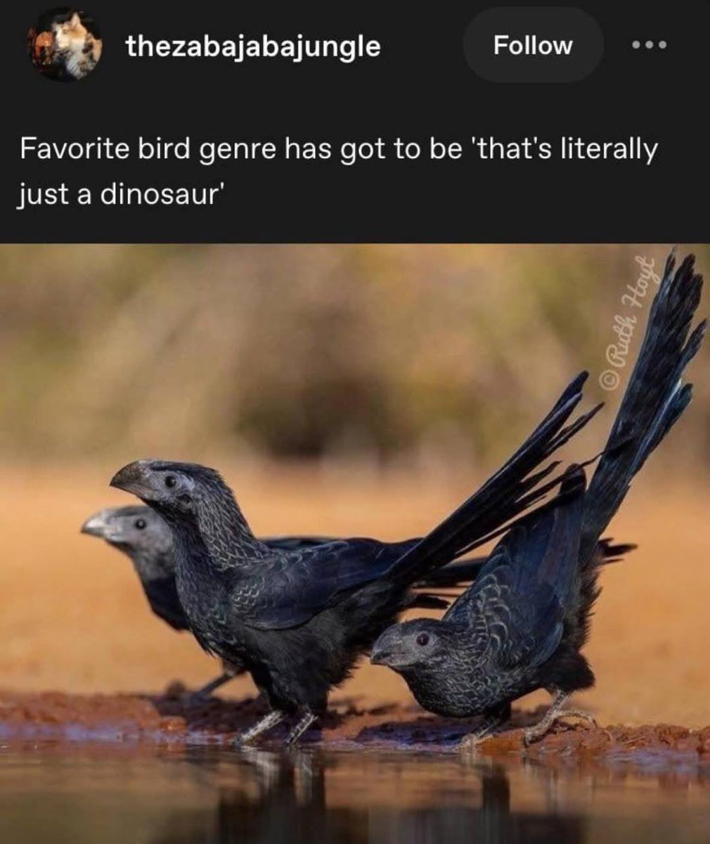 🐦‍⬛🦖