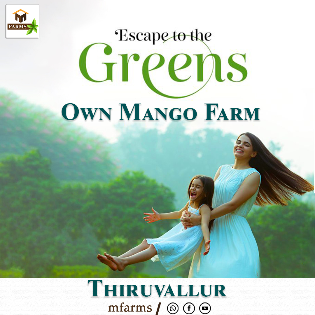 MFarms5's tweet photo. Breathe fresh, live green – your mango farm awaits in Thiruvallur.

#mfarms #mangofarmland #farmlandforsale #farmland #mangofarm #nature #naturelover #enjoylife #enjoythemoment #peace #getaway https://t.co/BthbPuQEBb
