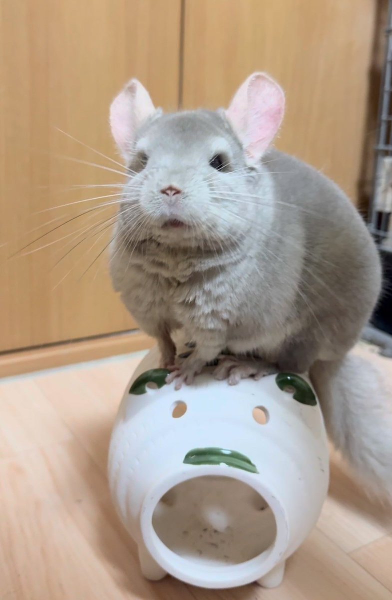 tororo_chilla's tweet photo. 上手にバランス取ってます₍ ᐢ. ̫ .ᐢ ₎
#チンチラ
#chinchilla
#毎日とろろ生活 https://t.co/v3o88vUnpm